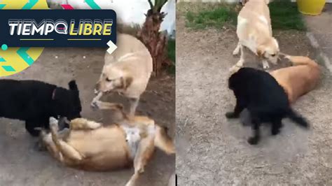 perros porn|Tube de zoofilia de alta calidad: vídeos porno zoofílicos añadidos。